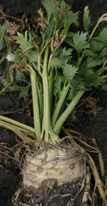 A picture of celery root, or celeriac