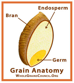 anatomy of a grain
